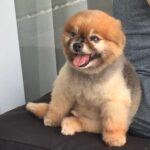 Julie Estelle Instagram – RIP Bubbly, 13 years of memories we shared together will forever be in my heart. Thank you for bringing so much happiness and joy into our family..See you on the other side my Buyuu🤍🤍🤍
#dogheaven🐾