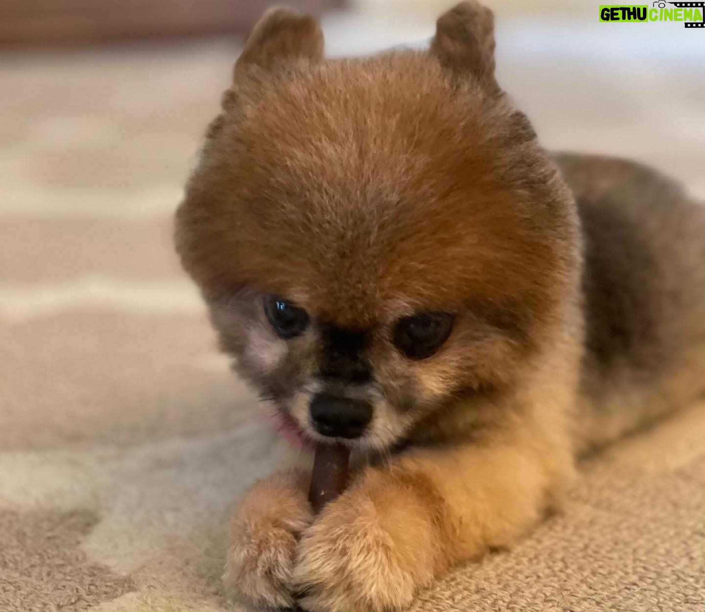 Julie Estelle Instagram - RIP Bubbly, 13 years of memories we shared together will forever be in my heart. Thank you for bringing so much happiness and joy into our family..See you on the other side my Buyuuš¤š¤š¤ #dogheavenš¾