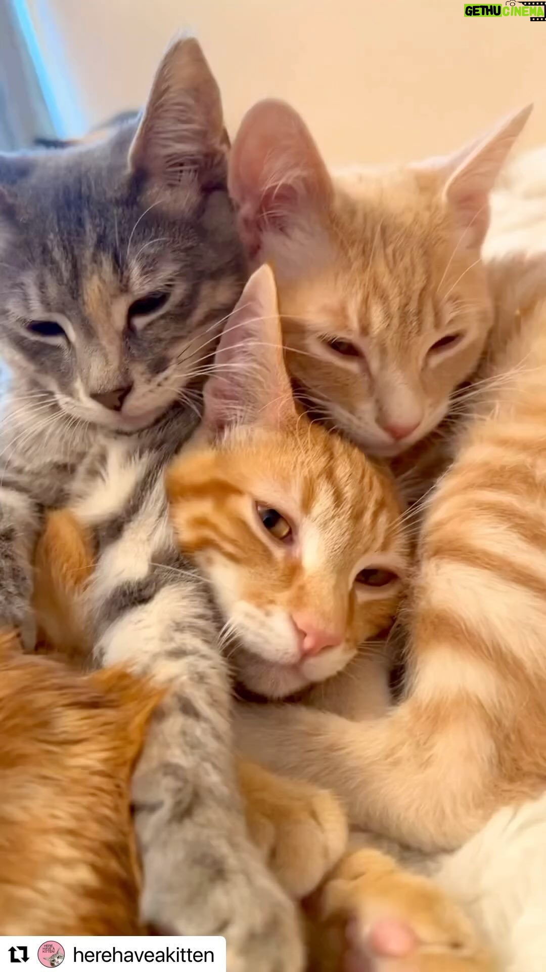 Juliette Lewis Instagram - 😻 Wow an actual vid representation of my band The Licks’ vibe/ and The fuel to our unstoppable rocknroll fire. 😺⚡️👊 @kemble_walters @dylanthoward @toddsplanet @slippy_wo