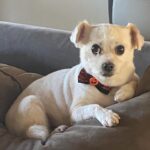 Juliette Lewis Instagram – Please enjoy that one time Miracle came back from the groomer in a bowtie- 😁😍