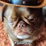 Juliette Lewis Instagram - RP @kingchillithepug