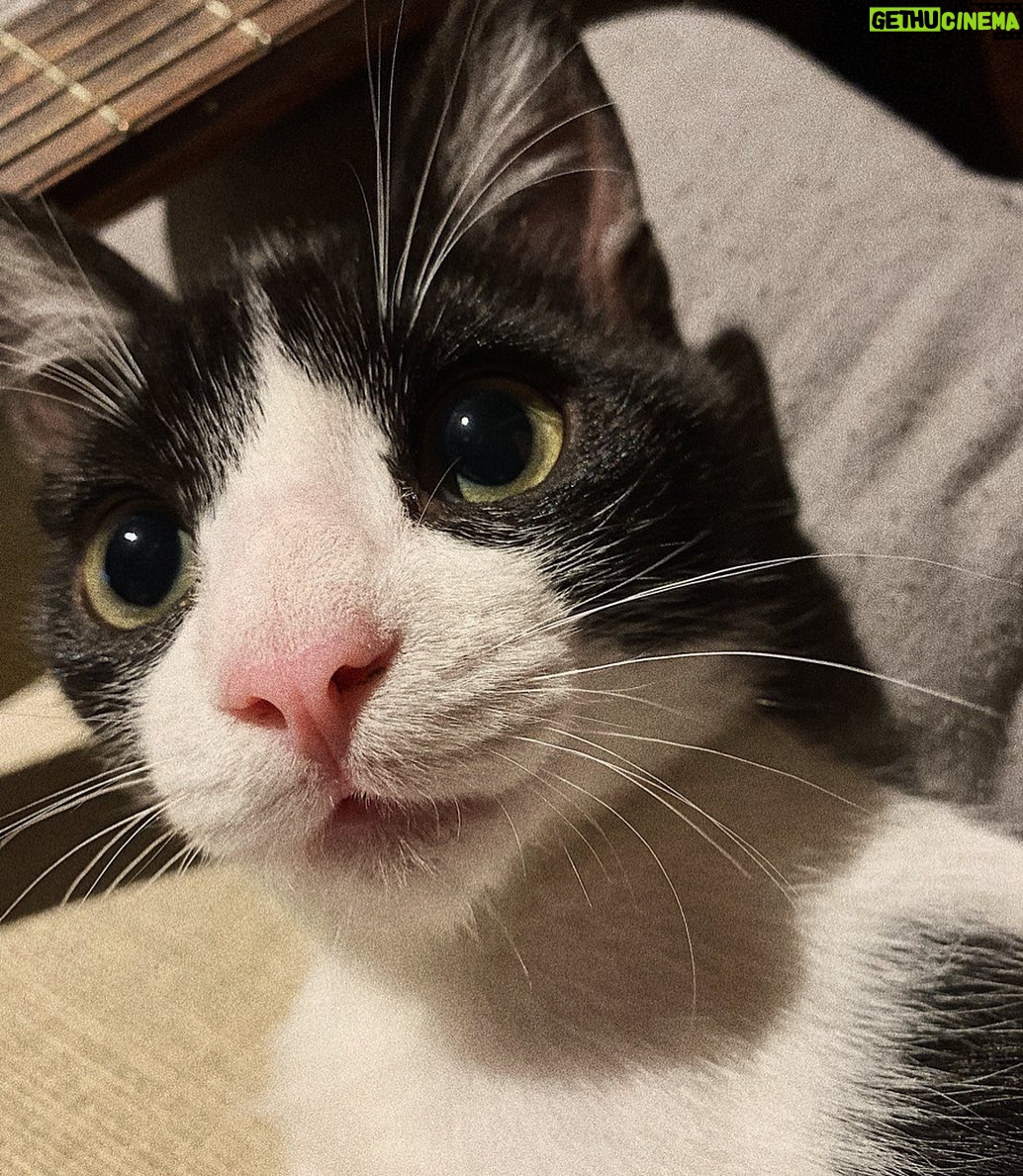 Julio Peña Instagram - Rhener dice que es el día mundial del gato, Google dice que es el 17 de febrero. 🤔