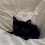 Jung Lea Instagram - 맨날 뽀뽀 거부하는 쿠아..🐱💙 I think she doesn’t like kisses 🥲