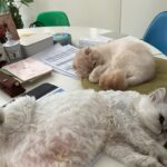 Jung Ryeo-won Instagram - . 사랑스러운 훼방(?!)냥이들. ❤️🤦🏻‍♀️😻