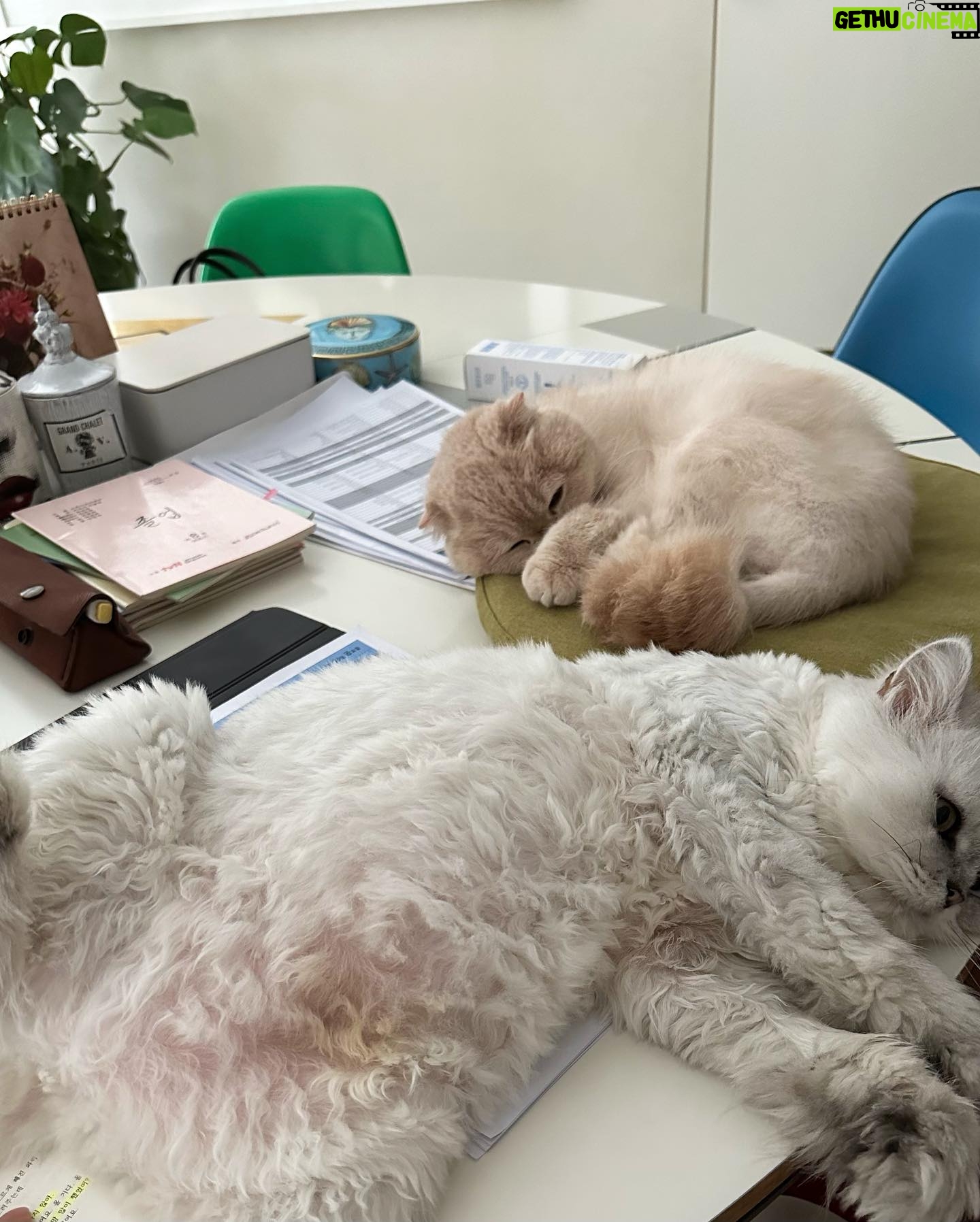 Jung Ryeo-won Instagram - . 사랑스러운 훼방(?!)냥이들. ❤️🤦🏻♀️😻