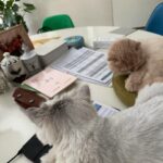 Jung Ryeo-won Instagram - . 사랑스러운 훼방(?!)냥이들. ❤️🤦🏻‍♀️😻