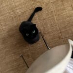 Jung Ryeo-won Instagram - . 사랑스러운 훼방(?!)냥이들. ❤️🤦🏻‍♀️😻