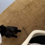 Jung Ryeo-won Instagram - . 사랑스러운 훼방(?!)냥이들. ❤️🤦🏻‍♀️😻