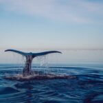 Juri Ueno Instagram - クジラ 🐳 なぜ 涙はしょっぱいのだろう 忘れてしまった「何か」を 思い出したくて 涙になるのかもしれない 遠い昔 私たちは 互いを深く知る仲だったのかな 水平線の上 船を走らせ キミに会いにいく 言葉が通じなくても その優しい瞳が語りかけてくる キミは何も知らないようで 全てを知っているのかのよう そう 私が会いに 来ることさえも なぜ 会いに 来たのかさえも もっと無邪気に、「今」を 楽しめばいいんだよって クジラは 吹き上げた潮で 何度も何度も 虹を作ってみせてくれた キミのうたごえは この大きな海のステージで 響き渡る 膨大な記憶をも 鼻歌のように キミはメロディにのせて 仲間と分かち合うことを忘れない 延々と青い海 目印もない 果てしないブルーの世界 夜が来て 何も見えない世界 それでもキミは 優雅に 踊り続けるように 私には 未知の世界 でも 本当は 私たちには 備わっている「何か」があるのかもしれない 「また、会おうね」待ち合わせの約束も キミとなら指切りはいらない それが何年先であっても 流動的なこの人生という道筋の 大切な あるタイミングで きっとキミに 会える それはココロが 知っている きっとキミも知っている