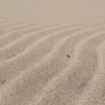 Justine Ezarik Instagram – How to catch a (@noribythesea) sandworm! 😜😂😊