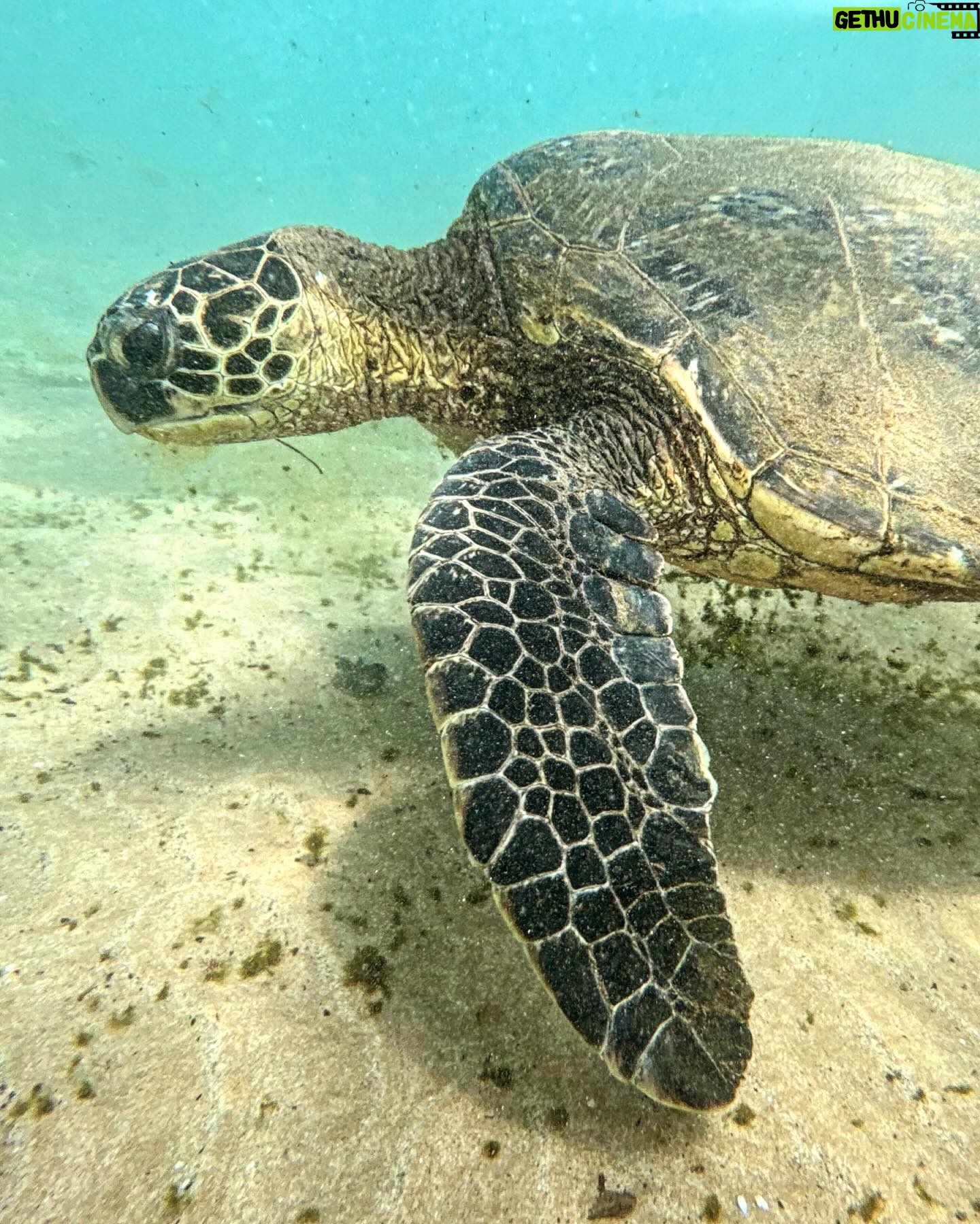Justine Ezarik Instagram - Had so much fun diving in Maui! Can’t wait for the next adventure!