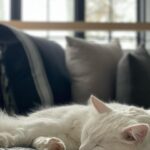Kaitlin Olson Instagram - I’m like ‘hey, remember when you lived on the streets but then I rescued you and now when it’s pouring outside you don’t have to be miserable?’ And he’s like ‘sweet, are you done talking? I’m napping.’ 😐