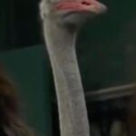 Kaitlin Olson Instagram - On behalf of all of us, thank you for the gift of this day. We are humbled and honored. #nationalbirdday