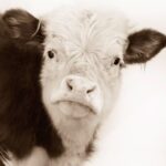 Kaley Cuoco Instagram – Connie ❤️ Ronnie 🐮