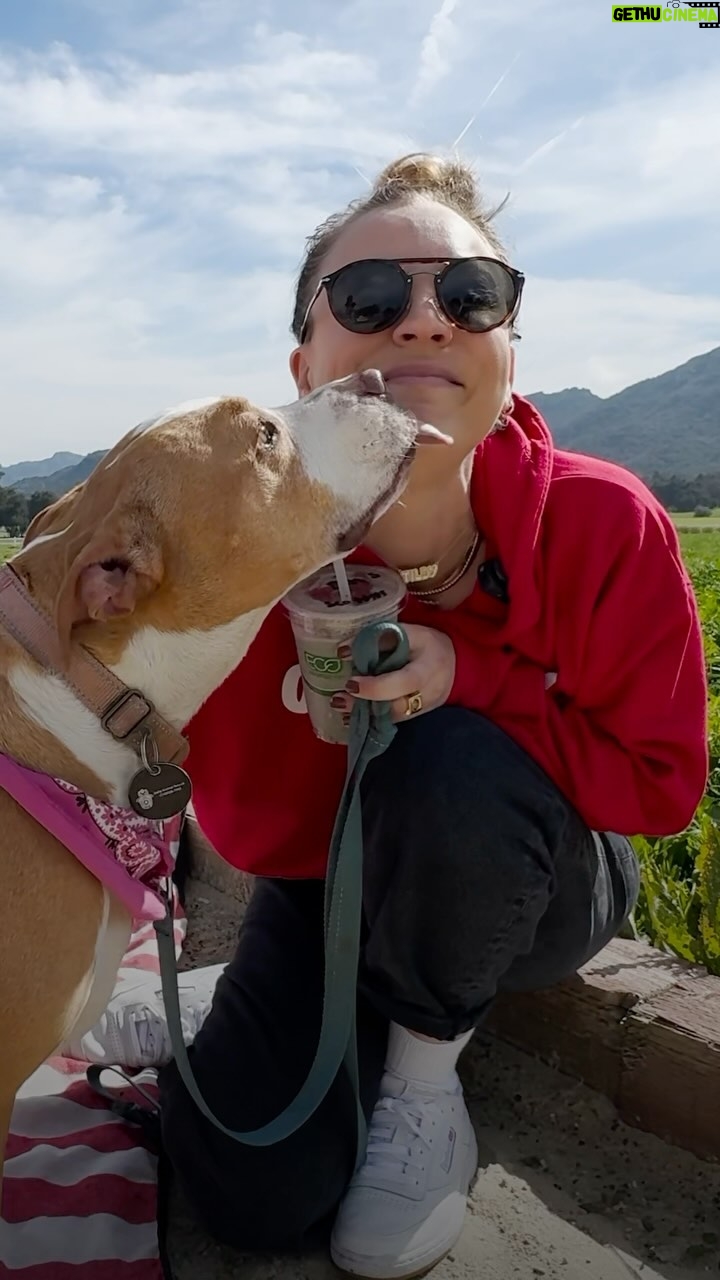 Kaley Cuoco Instagram - Will @kaleycuoco and Peaches hit it off? 🌹 We’re pairing celebrities and shelter dogs up for the cutest blind date in our new series #DodoDreamDate. In this episode, Kaley Cuoco spends the afternoon with adoptable pittie Peaches. Special thanks to @deityanimalrescue for taking such great care of Peaches!