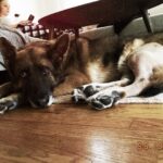 Kaley Cuoco Instagram - 💙 BLUE💙 I have cried harder over the loss of this gorgeous creature than I have in a long time. We have had to put down three dogs in the last year and this one has made me reflect … I’m crying for @tommypelphrey …. The relationship he had with Blue was so special. They were quite the duo. Traveling the country as a team… job to job then driving home to California where we all settled as a family together! Honestly my first year with Blue was rough to say the least. He didn’t love me the way he loved Tom. I had never experienced this before. All dogs love me! I could tell he was wondering why I was still here? lol Tom was his , and he didn’t want to share. Then I finally understood because I felt the same way about Tom. My love is so deep for him sometimes I didn’t want to share him with the world either . After some time Blue finally realized we were a family and we were all sticking together. Something changed . He was amazing . Protective of me and the rest of our pup crew, always on guard. I felt so safe home alone with him and when anyone came to the door I would put Blue on the leash and have him sit right next to me. No one dared mess with us! Matilda came and Blue turned to mush like the rest of us. He was so gentle with her and kind. She was obsessed with his one squeaky toy, always stealing it from him. He would patiently wait till she dropped it then scoop it back up for himself and quietly walk away. He was the quiet mascot of our home but Tom was and will always be his one and only. They saved each other . I think this hit deep because I felt their relationship was similar to me and Norman’s. I know that love and pain and many have felt this too! We are so lucky to be loved by animals. They are gifts from above and we have been given the honor to cherish them on this earth. To be their voices. To teach our children how to treat them and how to love them. Blue, it was an honor to be your second favorite human down here on earth. I can’t wait for you to meet Norman, Sasha ,Kingy, and Dumps. Oh the adventures you will have!💙💙💙💙💙