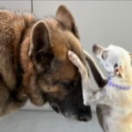 Kaley Cuoco Instagram – 💙 BLUE💙 I have cried harder over the loss of this gorgeous creature than I have in a long time. We have had to put down three dogs in the last year and this one has made me reflect …
I’m crying for @tommypelphrey …. The relationship he had with Blue was so special. They were quite the duo. Traveling the country as a team… job to job then driving home to California where we all settled as a family together!
Honestly my first year with Blue was rough to say the least. He didn’t love me the way he loved Tom. I had never experienced this before. All dogs love me! I could tell he was wondering why I was still here? lol Tom was his , and he didn’t want to share. Then I finally understood because I felt the same way about Tom. My love is so deep for him sometimes I didn’t want to share him with the world either .
After some time Blue finally realized we were a family and we were all sticking together. Something changed . He was amazing . Protective of me and the rest of our pup crew, always on guard. I felt so safe home alone with him and when anyone came to the door I would put Blue on the leash and have him sit right next to me. No one dared mess with us! 
Matilda came and Blue turned to mush like the rest of us. He was so gentle with her and kind. She was obsessed with his one squeaky toy, always stealing it from him. He would patiently wait till she dropped it then scoop it back up for himself and quietly walk away. 
He was the quiet mascot of our home but Tom was and will always be his one and only. 
They saved each other .  I think this hit deep because I felt their relationship was similar to me and Norman’s. I know that love and pain and many have felt this too! We are so lucky to be loved by animals. They are gifts from above and we have been given the honor to cherish them on this earth. To be their voices. To teach our children how to treat them and how to love them. Blue, it was an honor to be your second favorite human down here on earth. I can’t wait for you to meet Norman, Sasha ,Kingy, and Dumps. Oh the adventures you will have!💙💙💙💙💙