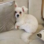 Kalina Ocktaranny Instagram - Blue said : Yes, i know my hair is all over the couch.. It's called "FUR"niture isn't it?? 💙 Blue