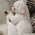 Kalina Ocktaranny Instagram - Happy barkday my dearest Blue 💙🥳 Panjang umur ya sayang mama... #MyBlueTurnsTwo 🎂 ❤️ Mom