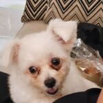 Kalina Ocktaranny Instagram - Happy barkday my dearest Blue 💙🥳 Panjang umur ya sayang mama... #MyBlueTurnsTwo 🎂 ❤️ Mom