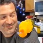 Kamand Amirsoleimani Instagram - موسیقی،عشق و مهربانی🦜 از هر موجودی میتوان درس گرفت. حتی پرندگان.تو این روزایی که به هممون داره سخت میگذره و محدودیتهای بیماری حوصله ای برامون باقی نگذاشته خودمون دلیل حال خوب خودمون باشیم. حالتون خوش و دلتون پر از آرامش