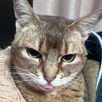 Kang Daniel Instagram – 😽