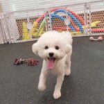 Kang Mi-na Instagram - 2021년은 저에게 있어 도전을 많이한 해였습니다. 그동안 이것 저것 해보고 싶다 생각만 해왔던 것들 중에 하나씩 해보고 취미도 만들어가고요. 그리고 사랑하는 가족도 생겼습니다🐶많은 걸 이루진 못했지만 도전하고 경험한 것만으로도 뿌듯하고 벅찬 해였던 것 같습니다. 한 해를 돌이켜보니 답답하고 힘듦도 많고 다사다난 했지만 그래도 그 속에서 행복했습니다🤍모두 몇 시간 안 남은 2021년 무사히 보내시고 새해 복 많이 받으세요🤍