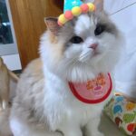 Kang Min-hyuk Instagram - 생일 축하해 치치야 🐱 내가 못챙겨줘서 미안해 😭 생일 선물 🐭 재밌게 갖고 놀아 😆 우리 치치 생일 축하해!!! 사진 촬영 하느라 피곤했구나... 아주 격하게 하품을....ㅋㅋㅋㅋㅋㅋ #치치 #생일축하해 #냥스타그램