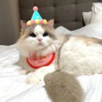 Kang Min-hyuk Instagram - 생일 축하해 치치야 🐱 내가 못챙겨줘서 미안해 😭 생일 선물 🐭 재밌게 갖고 놀아 😆 우리 치치 생일 축하해!!! 사진 촬영 하느라 피곤했구나... 아주 격하게 하품을....ㅋㅋㅋㅋㅋㅋ #치치 #생일축하해 #냥스타그램