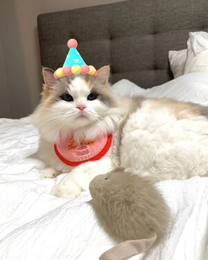 Kang Min-hyuk Instagram - 생일 축하해 치치야 🐱 
내가 못챙겨줘서 미안해 😭 
생일 선물 🐭 재밌게 갖고 놀아 😆 
우리 치치 생일 축하해!!!
사진 촬영 하느라 피곤했구나...
아주 격하게 하품을....ㅋㅋㅋㅋㅋㅋ

#치치 #생일축하해 #냥스타그램