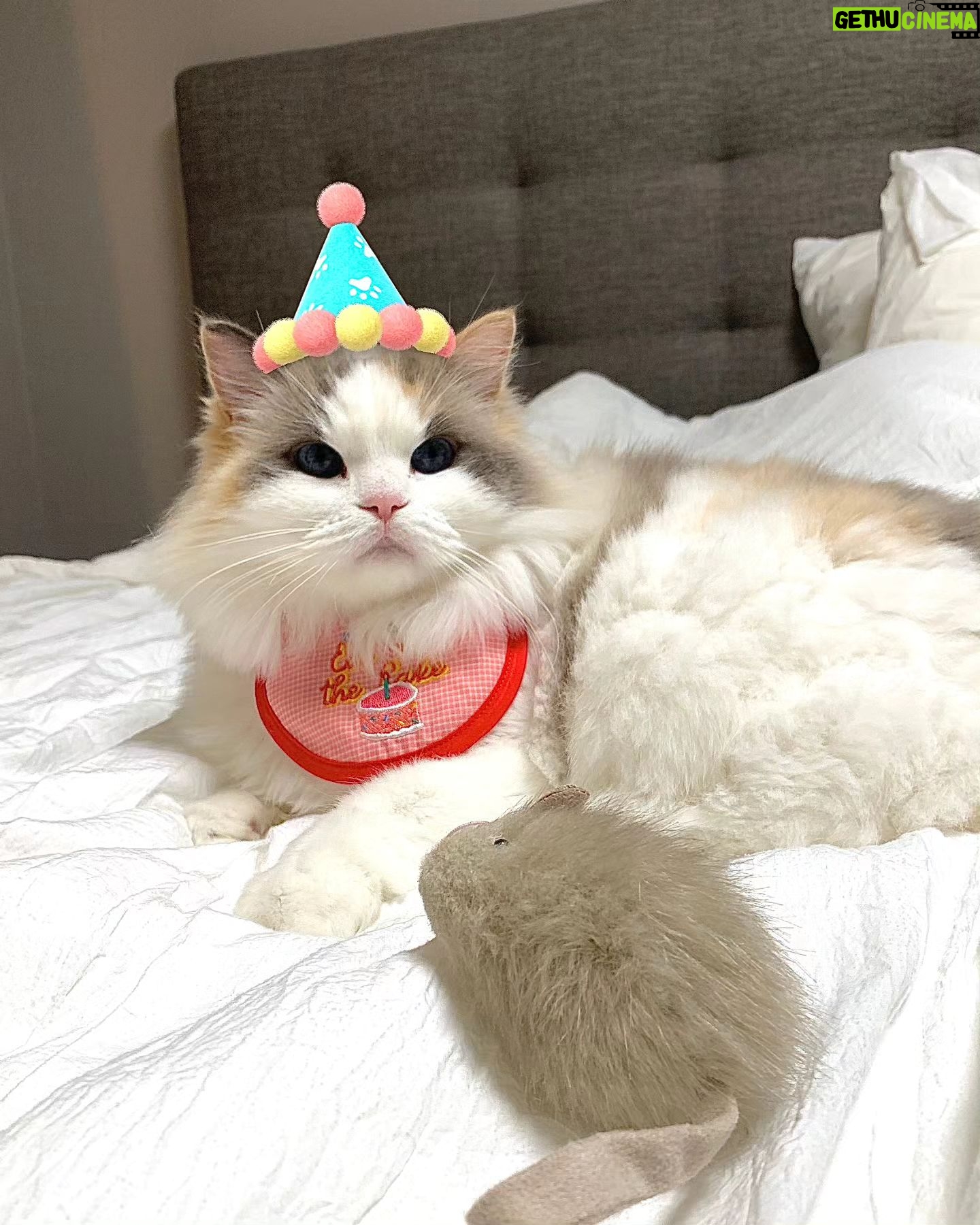 Kang Min-hyuk - 203.4K Likes - 생일 축하해 치치야 🐱
내가 못챙겨줘서 미안해 😭
생일 선물 🐭 재밌게 갖고 놀아 😆
우리 치치 생일 축하해!!!
사진 촬영 하느라 피곤했구나...
아주 격하게 하품을....ㅋㅋㅋㅋㅋㅋ
#치치 #생일축하해 #냥스타그램