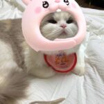Kang Min-hyuk Instagram - 생일 축하해 치치야 🐱 내가 못챙겨줘서 미안해 😭 생일 선물 🐭 재밌게 갖고 놀아 😆 우리 치치 생일 축하해!!! 사진 촬영 하느라 피곤했구나... 아주 격하게 하품을....ㅋㅋㅋㅋㅋㅋ #치치 #생일축하해 #냥스타그램