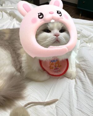 Kang Min-hyuk Instagram - 생일 축하해 치치야 🐱 
내가 못챙겨줘서 미안해 😭 
생일 선물 🐭 재밌게 갖고 놀아 😆 
우리 치치 생일 축하해!!!
사진 촬영 하느라 피곤했구나...
아주 격하게 하품을....ㅋㅋㅋㅋㅋㅋ

#치치 #생일축하해 #냥스타그램