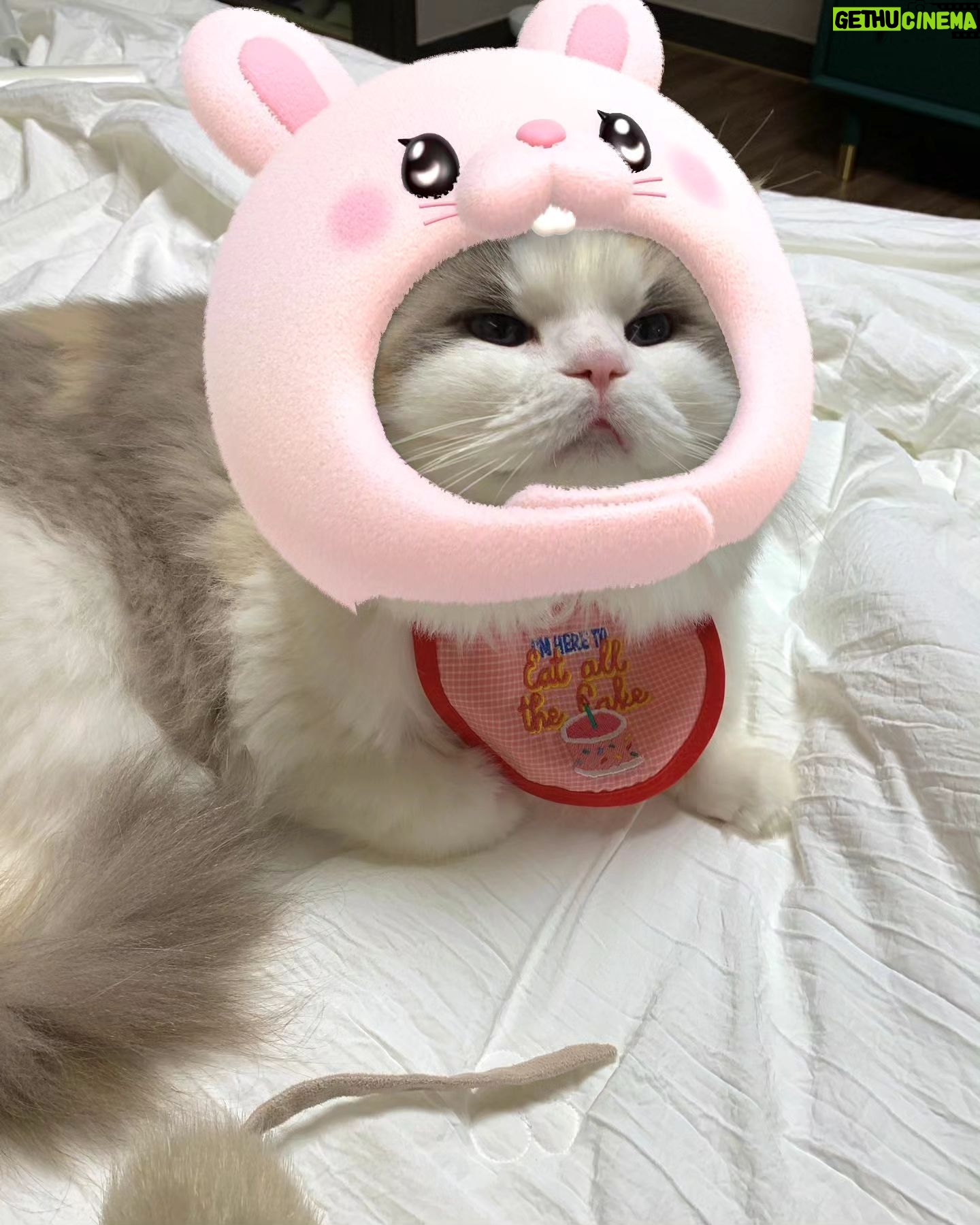 Kang Min-hyuk - 203.4K Likes - 생일 축하해 치치야 🐱
내가 못챙겨줘서 미안해 😭
생일 선물 🐭 재밌게 갖고 놀아 😆
우리 치치 생일 축하해!!!
사진 촬영 하느라 피곤했구나...
아주 격하게 하품을....ㅋㅋㅋㅋㅋㅋ
#치치 #생일축하해 #냥스타그램