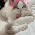 Kang Min-hyuk Instagram - 생일 축하해 치치야 🐱 내가 못챙겨줘서 미안해 😭 생일 선물 🐭 재밌게 갖고 놀아 😆 우리 치치 생일 축하해!!! 사진 촬영 하느라 피곤했구나... 아주 격하게 하품을....ㅋㅋㅋㅋㅋㅋ #치치 #생일축하해 #냥스타그램