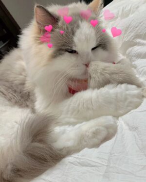 Kang Min-hyuk Instagram - 생일 축하해 치치야 🐱 
내가 못챙겨줘서 미안해 😭 
생일 선물 🐭 재밌게 갖고 놀아 😆 
우리 치치 생일 축하해!!!
사진 촬영 하느라 피곤했구나...
아주 격하게 하품을....ㅋㅋㅋㅋㅋㅋ

#치치 #생일축하해 #냥스타그램