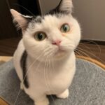 Kang Min-hyuk Instagram - 설연휴 선물!!! 따따가 여러분에게 행복을 드린답니다! 오늘은 아니지만 🐱 😻 😺 😸 설연휴 잘 보내세요 ♡