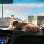 Kaori Oinuma Instagram – ⋆.˚ ᡣ𐭩 .𖥔˚3月 ⋆.˚ ᡣ𐭩 .𖥔˚