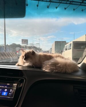 Kaori Oinuma Instagram - ⋆.˚ ᡣ𐭩 .𖥔˚3月 ⋆.˚ ᡣ𐭩 .𖥔˚