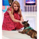 Karen Doggenweiler Instagram - Los animalitos son parte de nuestra vida y de nuestra familia. Cuando se van, nuestro corazón queda destrozado ::: #Duque era parte del @muchogustomatinal… Lo es y lo será siempre. Que perrito más lindo y delicioso. Fue un lindo regalo conocerte y abrazarte, más aún que fuiste el primero en recibirme en el estudio en mi primer día. Buen viaje gordito querido! Fuerza @jananeme, te adoro y te abrazo con todo el amor del mundo y también a todos quienes aman a sus animalitos 💜🐾