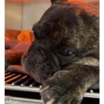 Karen Doggenweiler Instagram - Los animalitos son parte de nuestra vida y de nuestra familia. Cuando se van, nuestro corazón queda destrozado ::: #Duque era parte del @muchogustomatinal… Lo es y lo será siempre. Que perrito más lindo y delicioso. Fue un lindo regalo conocerte y abrazarte, más aún que fuiste el primero en recibirme en el estudio en mi primer día. Buen viaje gordito querido! Fuerza @jananeme, te adoro y te abrazo con todo el amor del mundo y también a todos quienes aman a sus animalitos 💜🐾