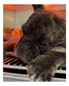 Karen Doggenweiler Instagram - Los animalitos son parte de nuestra vida y de nuestra familia. Cuando se van, nuestro corazón queda destrozado ::: #Duque era parte del @muchogustomatinal… Lo es y lo será siempre. Que perrito más lindo y delicioso. Fue un lindo regalo conocerte y abrazarte, más aún que fuiste el primero en recibirme en el estudio en mi primer día. Buen viaje gordito querido! Fuerza @jananeme, te adoro y te abrazo con todo el amor del mundo y también a todos quienes aman a sus animalitos 💜🐾