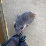 Karen Fukuhara Instagram - He was abnormally friendly & I was very excited