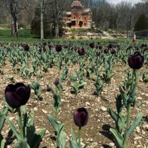 Kat Von D Instagram - The black tulip field is officially in full bloom! 🖤🌷🖤 Been getting lotsa questions, so here are some answers for you:

🖤 Yes! You are totally welcome to come and see them, take photos and enjoy them whenever you’d like! *Please just don’t pick them, a few folks have already started to, and we just wanna let everyone get a chance to enjoy them. 

🖤 We kindly ask that you don’t enter the gates to the house though. There’s a ton of construction going on and it’s not open to the public. Thanks for understanding. 

🖤 Prior to us getting the inflatable scarecrows, the deer got to a section of tulips, so that’ll explain some of the patches. But next year we plan on expanding and making it even bigger! 

🖤 If you do come and take photos, please tag @hellovevay so I can repost you! 

It looks like it might rain the next few days, but by Saturday it should start getting nice and sunny!  Tulips typically bloom 1-2 weeks, so there’s a nice window to come and see these black beauties and explore our lovely small town if you’d like. 

Thank you all for coming along on this tulip journey with us, and to all the folks in Vevay who came and helped plant these with me!  And HUGE SHOUT OUT to Lisa Fisher who let us plant all these tulips in her field! 🖤🌷🖤

And last but not least, THANK YOU to @vanzyverdeninc for supplying us with these beautiful Queen of the Night tulip bulbs! 🖤