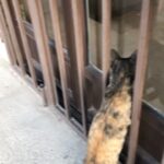 Katayoun Riahi Instagram - از صب صدای آواز زیبای پرنده ای را در ساختمان می شنیدیم، هر چه گشتیم پیدایش نکردیم. در بالکن نشسته بودیم و پیکاسو ساعتها کنجکاو به در راه پله نگاه میکرد و نظر ما را جلب کرد متوجه شدیم پرنده در راه پله گیر افتاده! قفس شکستیم قفس بشکن پرم پرواز میخواهد… #پرواز #قفس #آزادی #کتایون_ریاحی #پرنده #زندان #رهایی ##free #thecage #bird # Liberation #katayounriahi