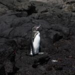 Kate Bosworth Instagram – We are honoring #worldoceansday 🐳🐢🌎 by supporting The Charles Darwin Foundation. Since 1959 the Charles Darwin Foundation has been a guardian of the Galapagos’ uniqueness and protected species. We recently experienced this magnificent wildlife up close (there are only 4,000 Galapagos penguins in existence!) and we feel more inspired than ever to help protect our oceans and the species that depend on them for their survival. (Swipe to see marine iguanas, blue and red footed boobys, the Galapagos penguin, and a video of baby sea lions just learning to swim   play 🥹🩵) If you would like to help, please visit darwinfoundation.org to learn more 🙏🏻🌊