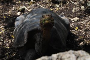 Kate Bosworth Instagram - Ever since we met, I have heard you say two words, many, many times: Galápagos Islands. I know from your mother that, as a little boy, you used to study images in books from a land far, far away… and you would dream of visiting that place one day: one of tortoises and iguanas and sea lions and penguins. Colors of sea life that make up underwater rainbows, and countless star fish lining the ocean floor, a marine constellation. 

Watching you experience your childhood dream these last few weeks has been the greatest honor Hansee 💛🐢🇪🇨 Our world is better and brighter for your endless curiosity, your willingness and drive to seek and explore, your profound empathy for our planet’s creatures, your shining exuberance for life, and your deep, deep ability to love. Every morning I am filled with excitement to open my eyes because I know they will greet my favorite smile and every evening, I fight sleep because I never want to leave you and the joy we experience in the day, even to the dream world :) ✨ To know you is to love you Justin Jakob. You are my Christopher Robin forever. You make life better. You make me better. HAPPY BIRTHDAY @justinlong 🎂🌻🎈!!! *and don’t worry, you may have ticked off a top bucket list experience, but please trust, we’re just getting started on this big, beautiful adventure. I love you 🌍 xo