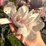 Kateryna Osadcha Instagram - Random photo Random blooming ….