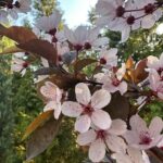 Kateryna Osadcha Instagram - Random photo Random blooming ….
