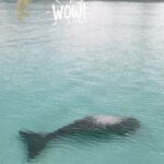 Kathaleeya McIntosh Instagram - Dugong hanging out in front of The Seven Seas Resort! Where else in Thailand will you find this👌กรี๊ด! พะยูนมาว่ายน้ำเล่นที่หน้าหาด @sevenseasresorts น่ารักที่สุดเลยค่ะ 😍😍😍 #dugong #sevenseas #thesevenseasresort #kohkradan